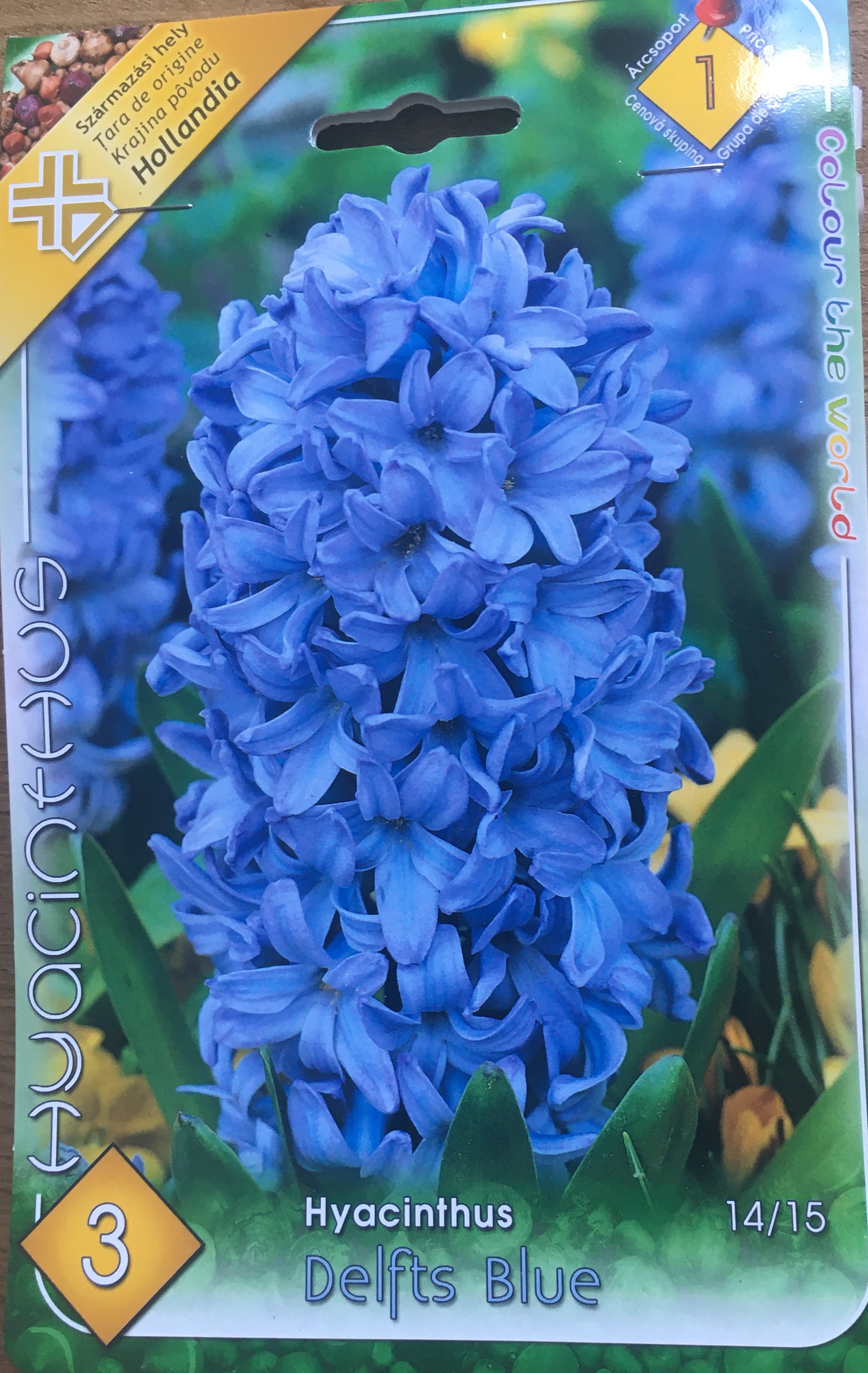 Hyacint Delfts blue/3