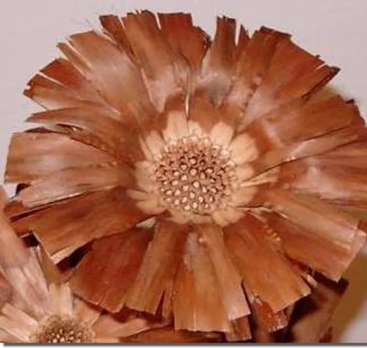 Dekor - Kvet Protea repens ANM