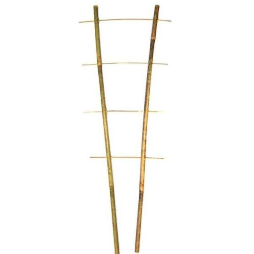 Bambus.rebrik/hran. na rastl.60cm,Planta