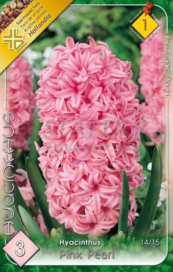 Hyacint Pink Pearl/3