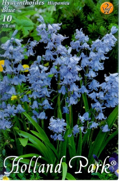 Hyacinthoides blue/10