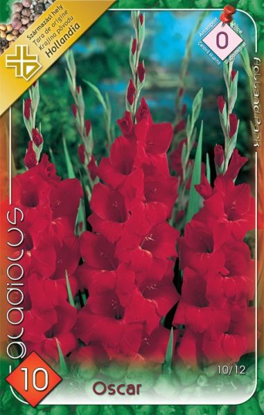 Gladiolus Oscar/10