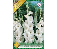 Gladiolus White Prosperity/10
