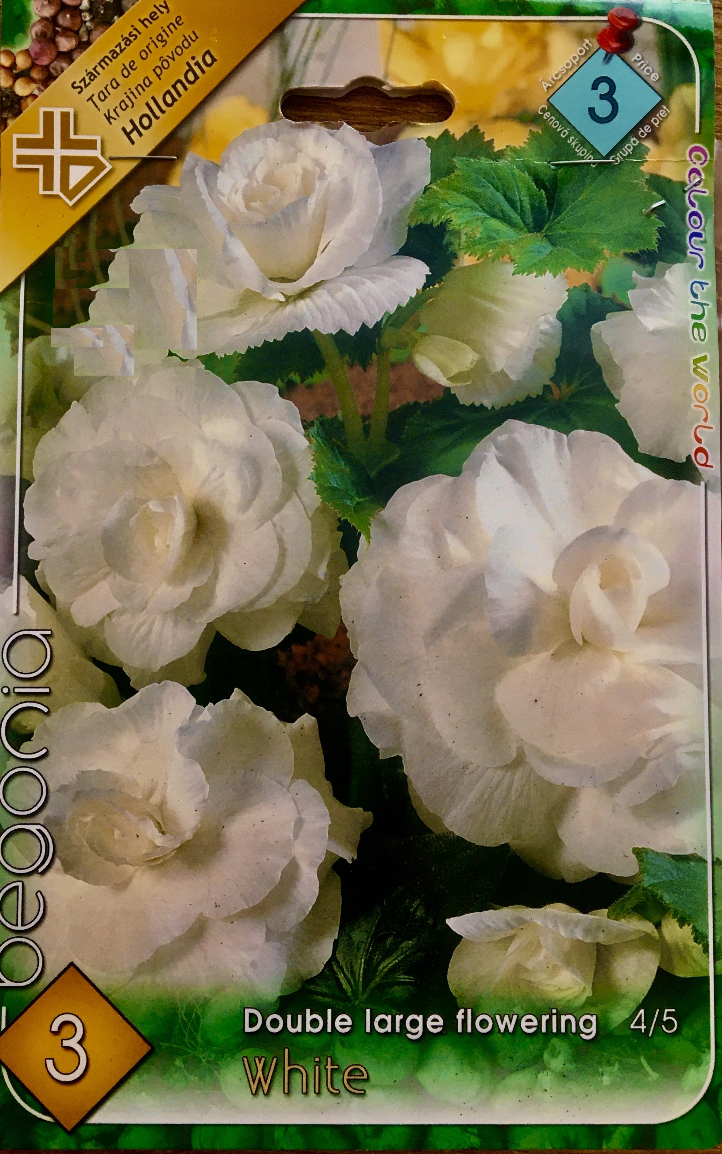 Begonia double large white/1